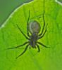 Pardosa sp.